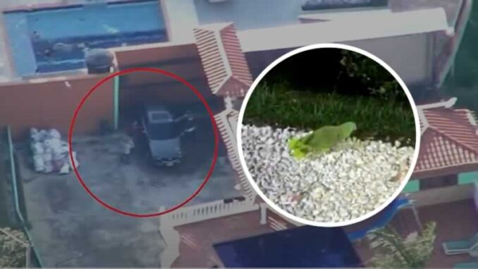 “Ahí vienen”: loros avisaban a delincuente cuando se acercaban las autoridades (VIDEO)
