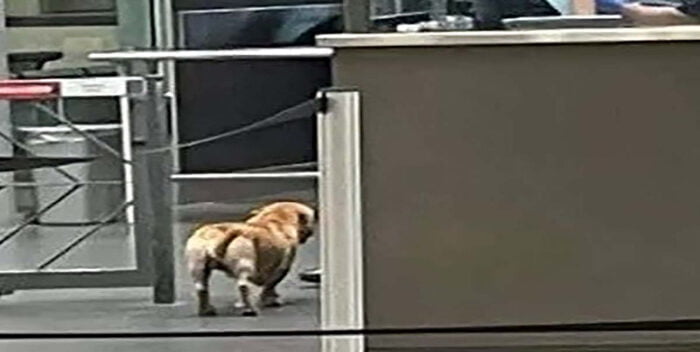 Captan a un perrito atravesando solo la frontera entre México y EEUU