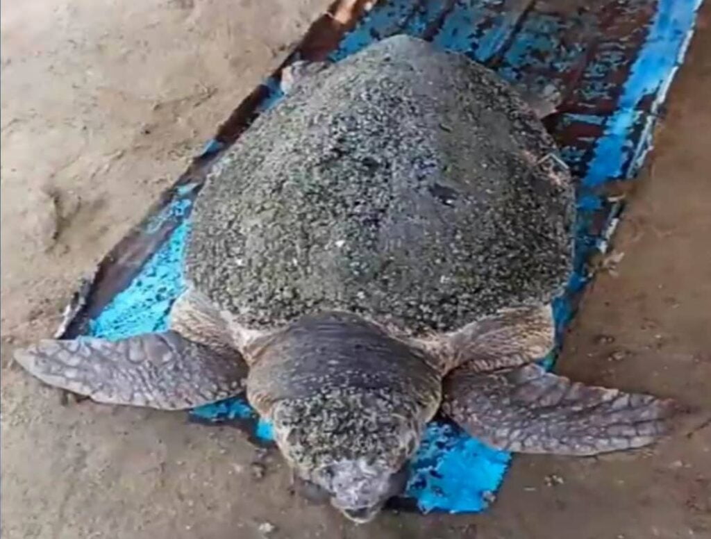 Contaminación por plástico mató a tortuga rescatada en el Lago de Maracaibo (Videos) TORTUGA