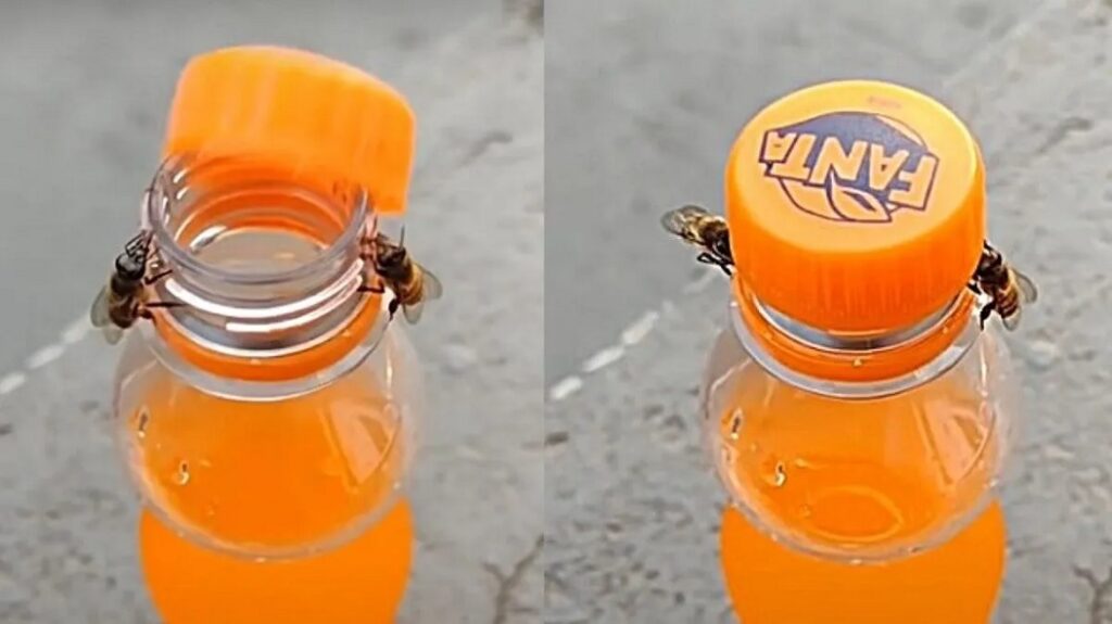 EL increíble momento en que dos abejas se unen para destapar un refresco (VIDEO VIRAL)