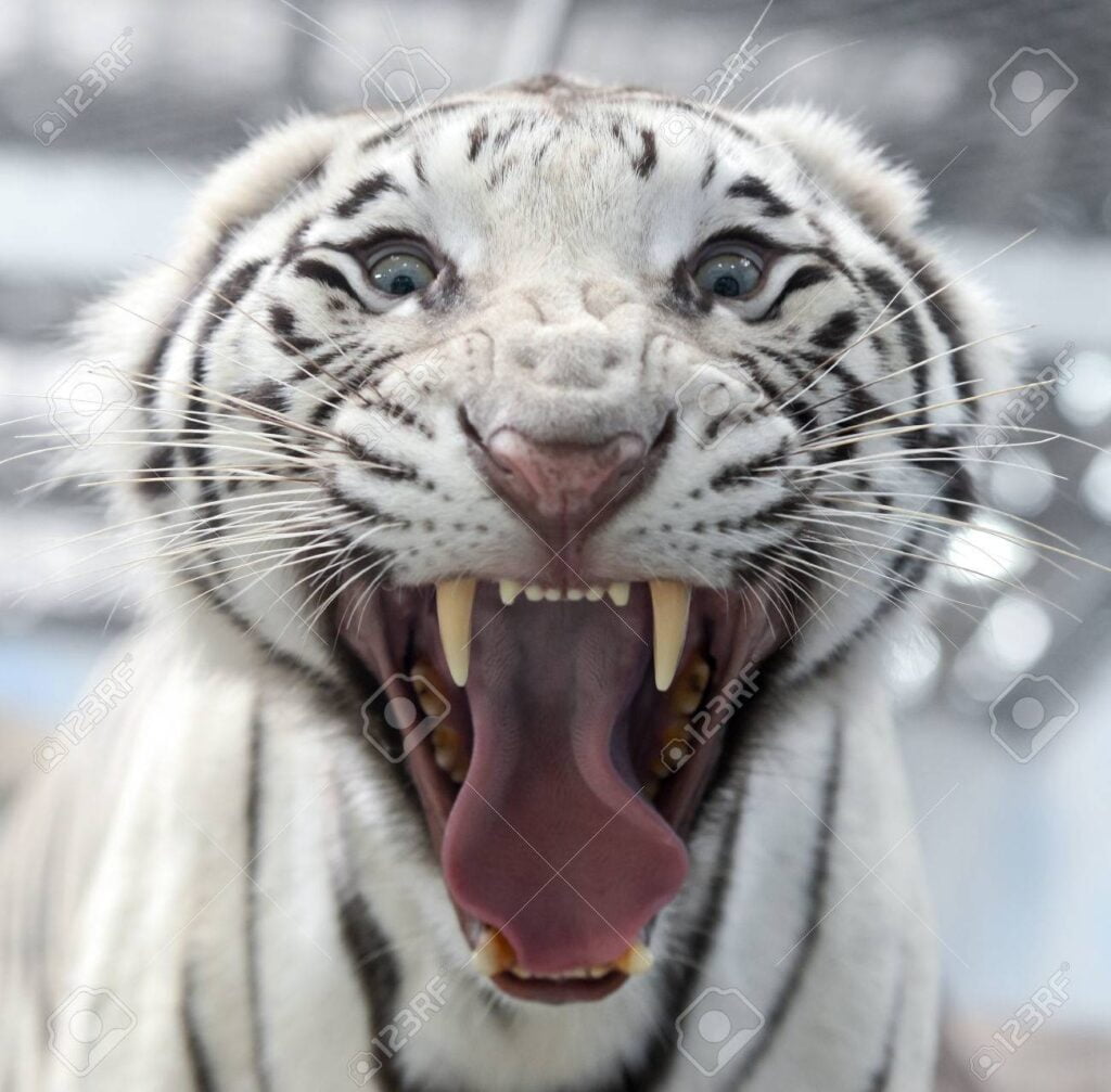 Joven imprudente que entró al corral de un tigre blanco, terminó devorado (VIDEO)