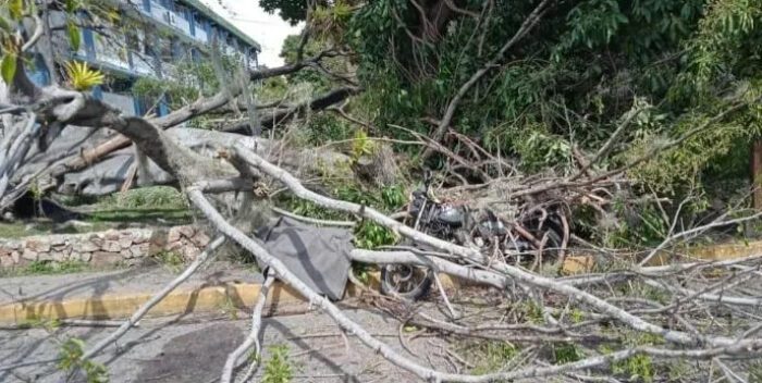 En Mérida la caída de un árbol deja un muerto dos heridos