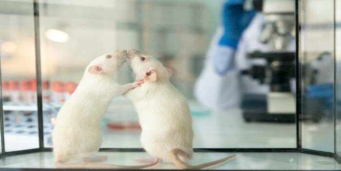Científicos sugieren que mutaciones de Ómicron provienen del contagio entre humanos y ratones