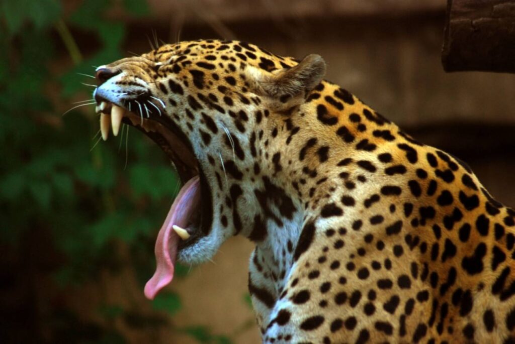 Páramos del Táchira son acechados por un jaguar (Video)