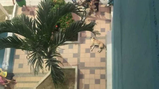 Un perro fue lanzado al vacío luego de que Colombia perdiera ante Perú
