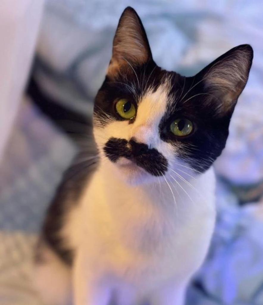 La gata Mostaccioli revolucionó las redes por su parecido con Freddie Mercury
