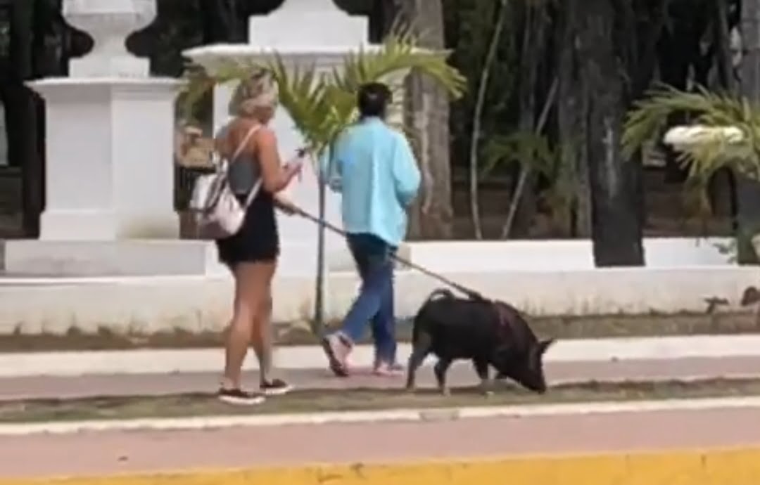 ¡SOLO EN VENEZUELA! Mujer se vuelve viral por pasear a su peculiar ...