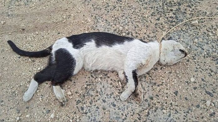 Septuagenario fue arrestado por maltrato animal en Valera