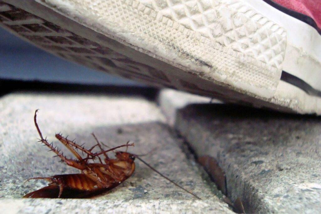 ¿Por qué no se debe de pisar una cucaracha?