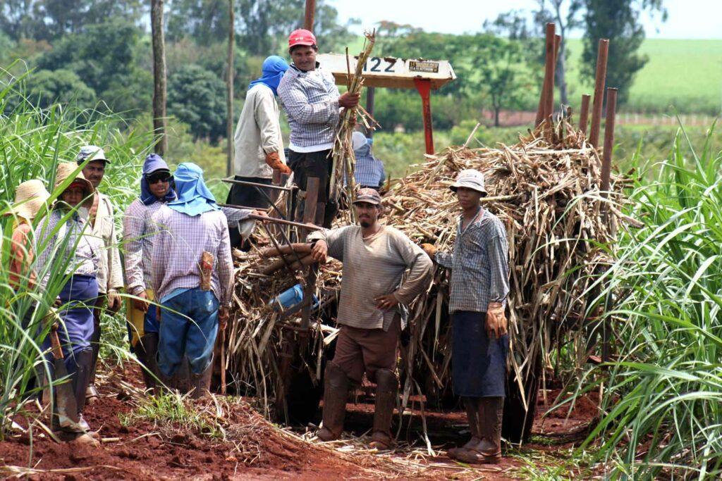 FESOCA: “Producción de caña de azúcar en Venezuela crecerá 18% en 2022”