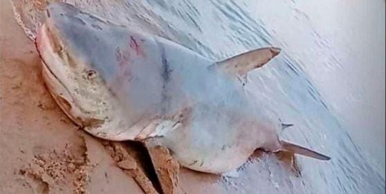Maracaibo: Pescaron tiburón gran tamaño en el sector Punta de Palmas