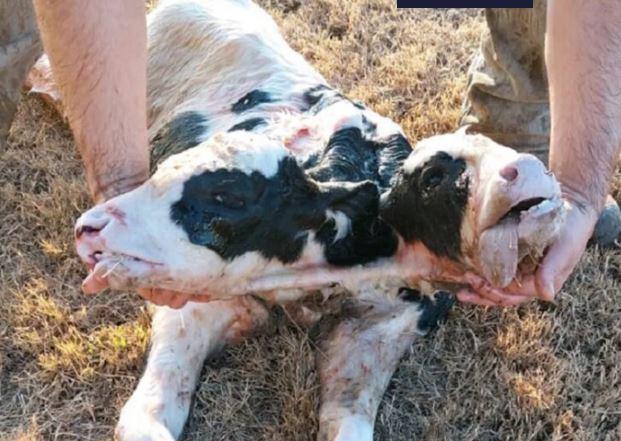 Nació un ternero con dos cabezas en Argentina