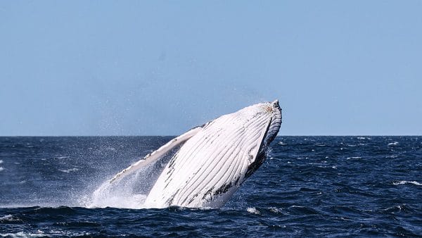 Ballena jorobada se abalanza sobre una pequeña embarcación en las costas de Massachusetts (VIDEO)