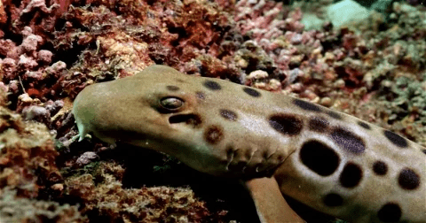 ¡Lo que faltaba!: Científicos encontraron especie de tiburón capaz de caminar (+Vídeo)