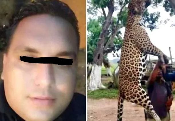 Imputarán a sujeto que mató “por placer” a un jaguar en Monagas