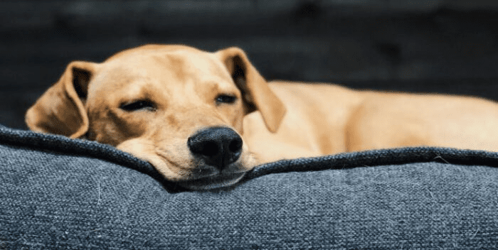 Imputado sujeto por agredir sexualmente a una mascota