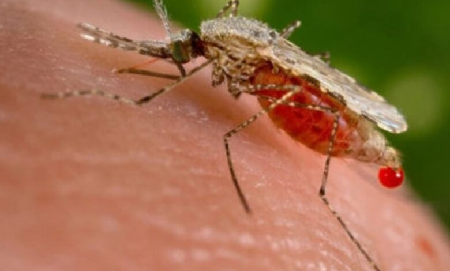 OPS alerta aumento del chikungunya en América