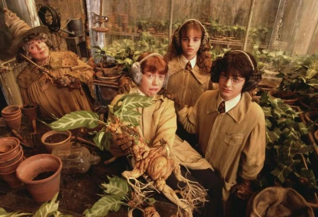 Actriz de Harry Potter: se encuentra hospitalizada bajo un intenso pronóstico