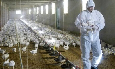Francia alerta de un rebrote de la gripe aviar