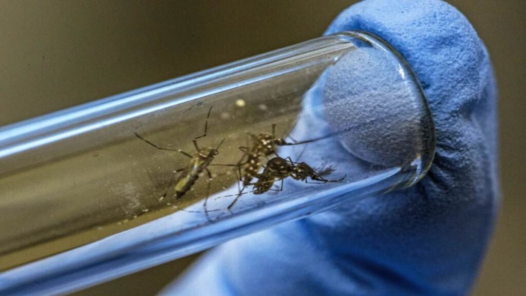 Rusia acusa a EE.UU. de «crear mosquitos» con ébola, hepatitis B y hasta VIH para propagarlos