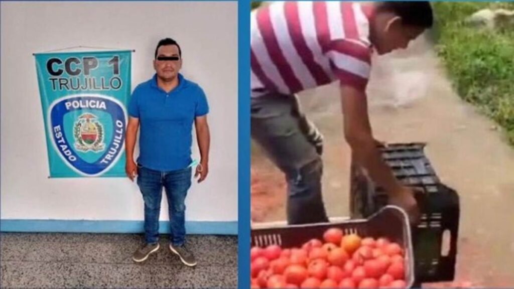 Detenido agricultor en el estado Trujillo por tirar tomates en un río (Video)