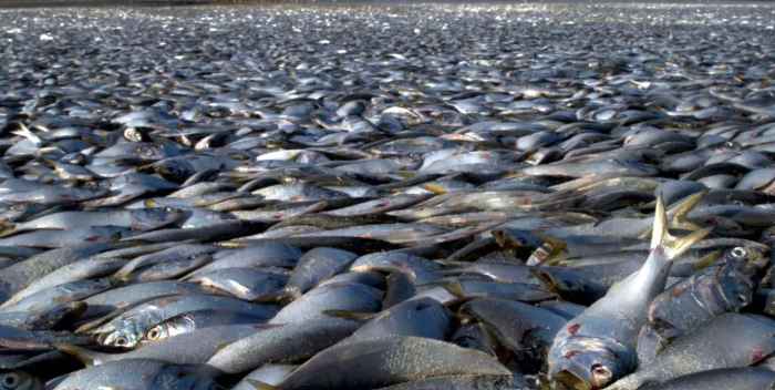 VIDEO | Miles de peces muertos en playas de la costa del golfo de Texas