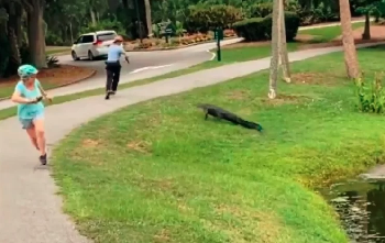El aterrador VIDEO de un caimán que trató de embestir a un pescador en Carolina del Sur