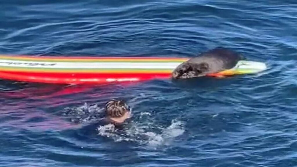 Sorpresa en California: los surfistas descubrieron al “ladrón” que robaba y arruinaba sus tablas