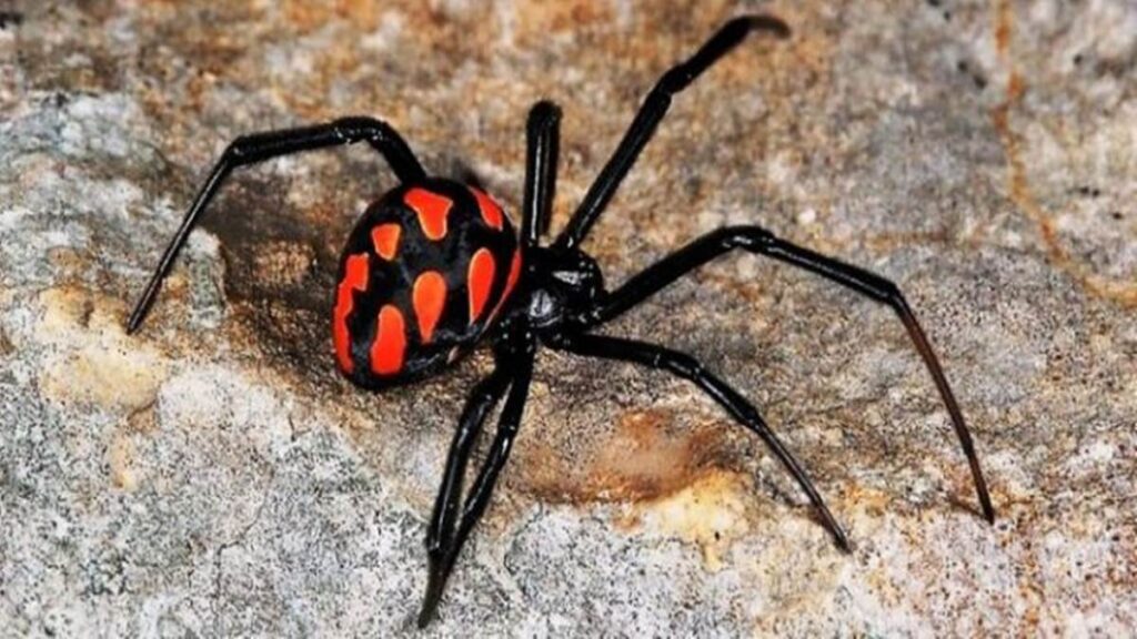Un niño se deja picar por una viuda negra para convertirse en Spider-man