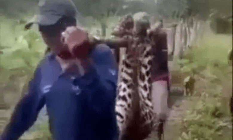 Trágico ataque de tigre en la Sierra de Perijá deja una persona muerta y otra herida