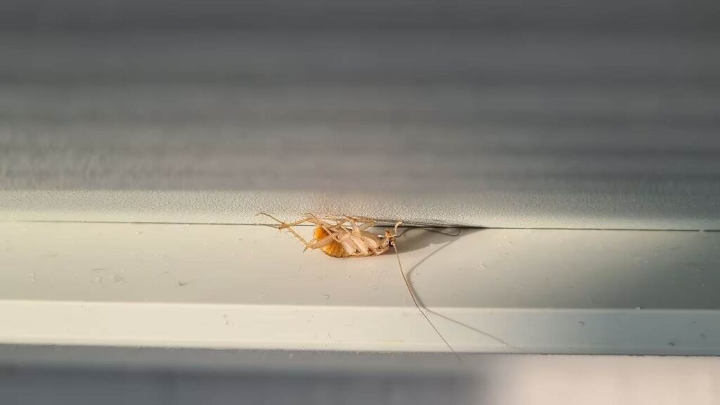¿Qué se debe poner en el piso para controlar una plaga de cucarachas pequeñas?