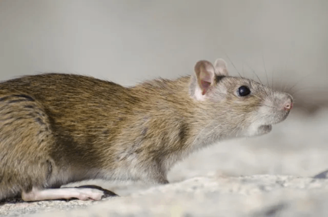 VIRAL: Rescató a una rata de la basura y tomó una particular decisión que sorprendió a todos (VIDEO)