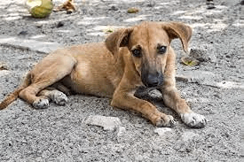 Perrito callejero salva a una familia de un explosivo