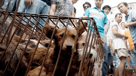 Corea del Sur oficializó que está prohibido comer carne de perro, pero será desde 2027