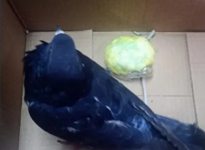Hallan a una paloma con 75 bolsitas de cocaína