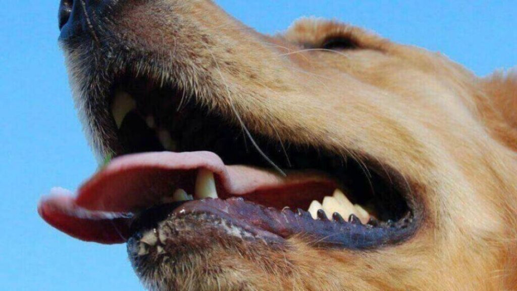 Bebé fue devorado por perros mientras sus padres consumían drogas