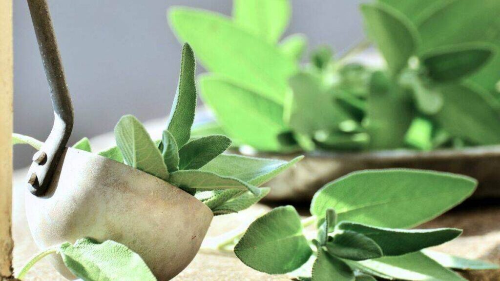 La planta que controla el azúcar en sangre y mejora la memoria y la concentración