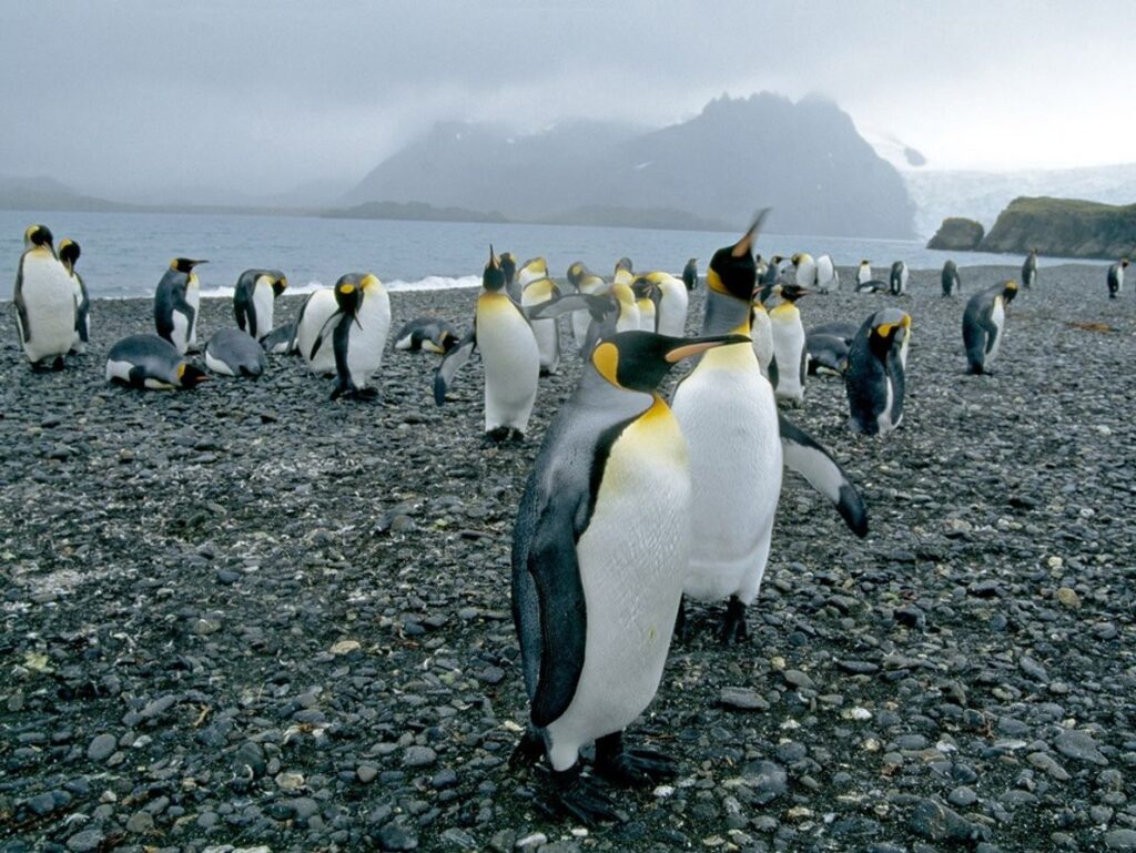 Inicia un juicio en Argentina por una matanza de pingüinos y destrucción masiva de nidos pingüinos