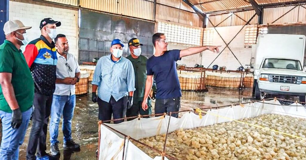 Venezuela exportó más de 150 toneladas de medusas «Bola de Cañón» a Corea del Sur