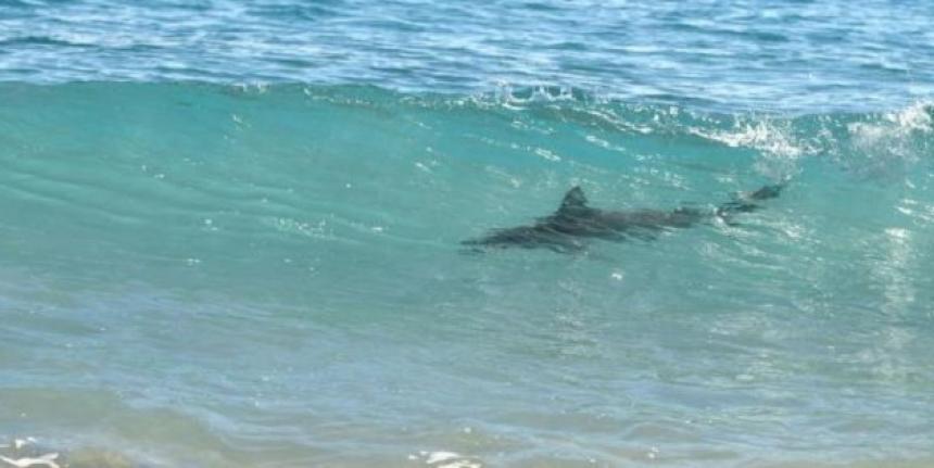 Un hombre sufre graves heridas por el ataque de un tiburón en el Caribe de Honduras