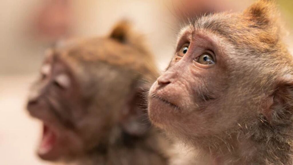Lo que se sabe de los 43 monos que escaparon de un laboratorio de investigación en Carolina del Sur monos