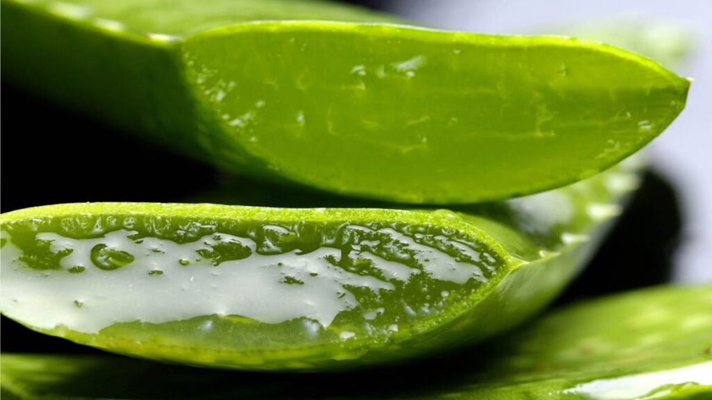 Dieta de la sábila para sacar la grasa y bajar de peso en tiempo récord Sábila