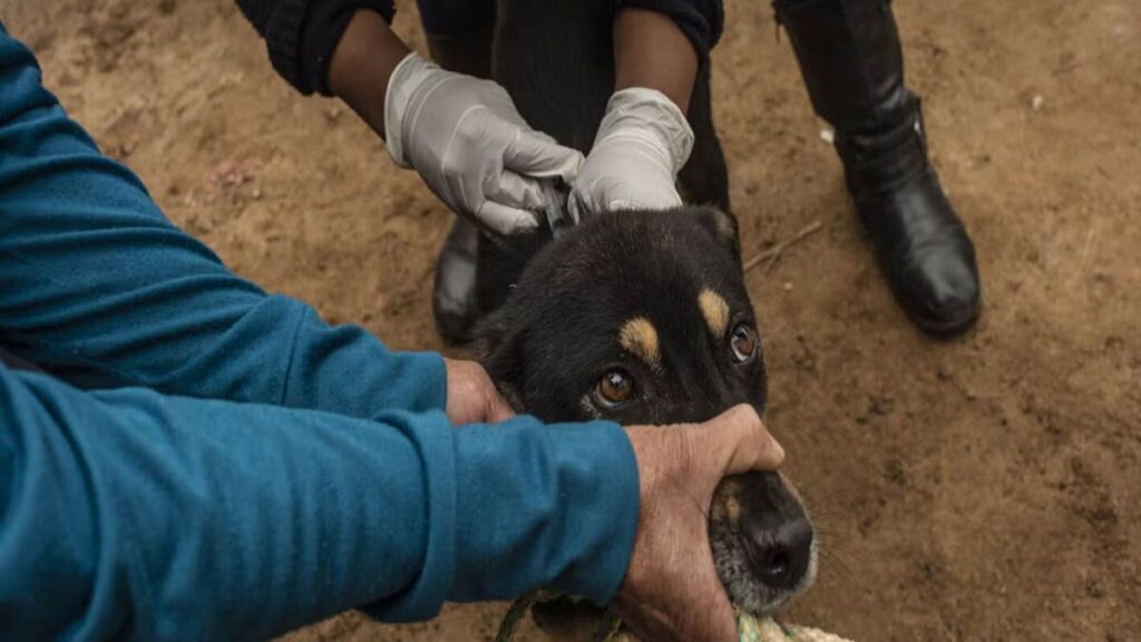 Muere niño que contrajo rabia humana tras permanecer varios días en terapia intensiva ¿Dónde ocurrio? rabia