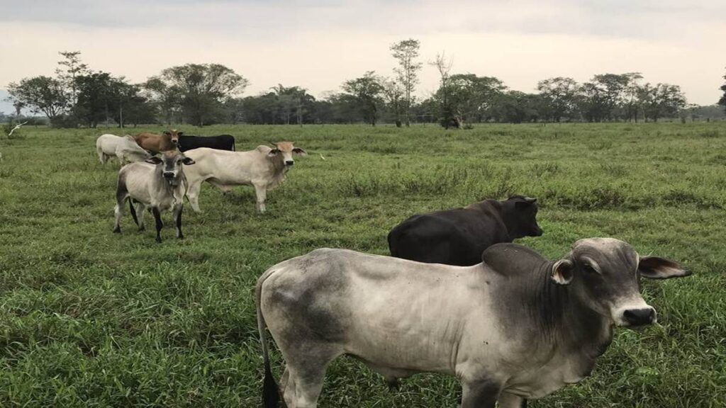 Muere un hombre luego de ser pateado por una vaca que pretendía violar violar vaca