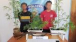 marihuana Yaracuy