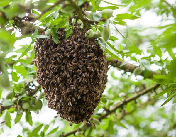 Unos 20 afectados tras ataque de abejas en Barquisimeto ataque de abejas