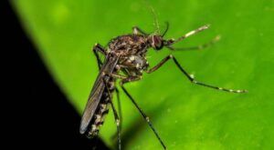 virus Oropouche