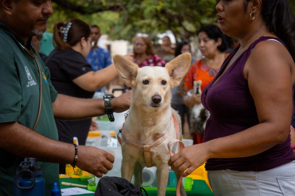 veterinaria