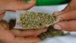 toneladas marihuana