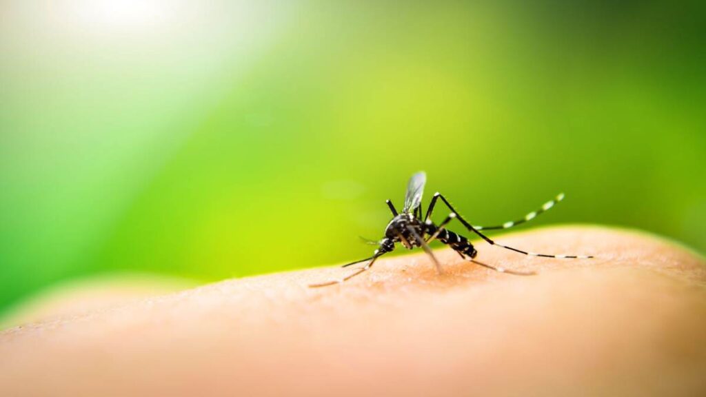 Esto se sabe sobre el brote de virus de chikungunya en China chikungunya
